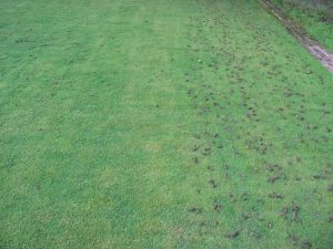 before and after view of lawn aeration