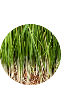 blades of grass treated by lawn services in albuquerque