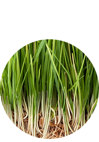 Close up of blades of grass showing need for weed control in Albuquerque