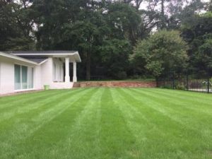 Lines left in lawn from mowing showing lawn services in Alpharetta