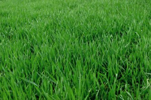 extremely green grass photo fills entire frame showing lawn care services in Annapolis