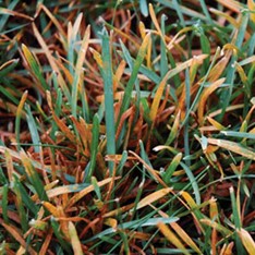 Lawn Care Company in Severna Park