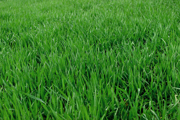 extremely green grass photo fills entire frame showing lawn care services in Antioch