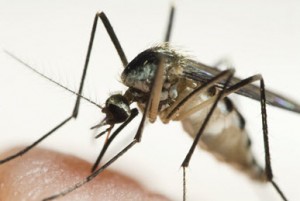 Mosquito biting on human skin
