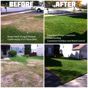 our lawn care company in Wheaton providing power seeding and weed control services
