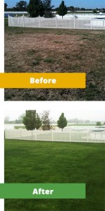 Before picture - lawn is brown, dry, and bare spots. After picture - lawn is full and green. Showing lawn fertilization in Naperville.