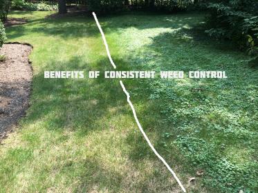 benefits of consistent lawn weed control services