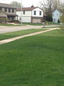 A side yard with houses in the background showing the work by lawn specialists in Wheaton