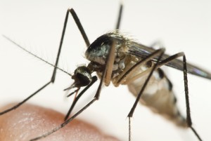 mosquito on human hand