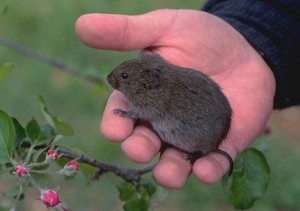 Vole