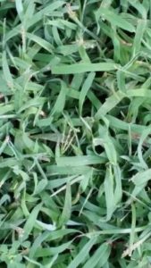 Crabgrass 1