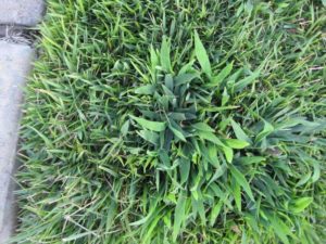 crabgrass 2