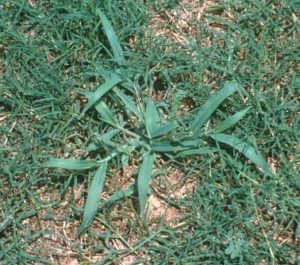 Crabgrass 3