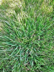 Fescue 2