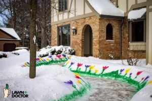 Lawn Health Issues