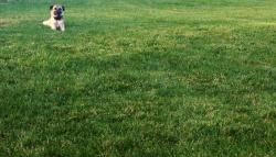 Green lawn with pug dog showing lawn fertilization in Beavercreek