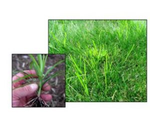 Green Grass in Columbia
