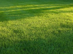 Green grass after Lawn Doctor provided Lawn Service In Metro West