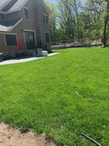 green lawn after lawn care service in Milton, MA
