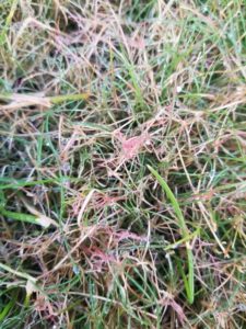 red thread in Boston lawn