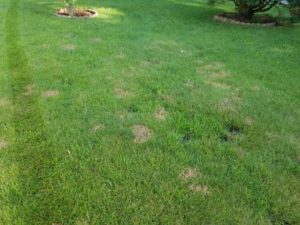 red thread in Boston lawn