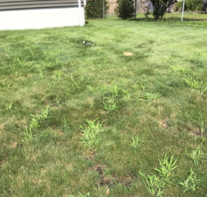crabgrass issues throughout lawn