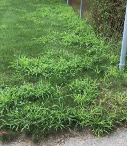 crabgrass in lawn