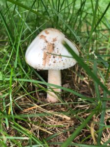 mushroom in Dedham lawn