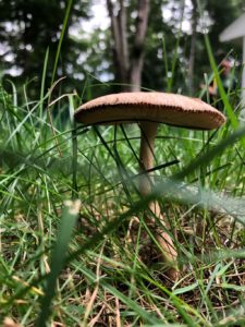 close up of mushroom in Dedham lawn