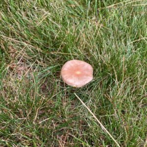 closeup of mushroom in lawn