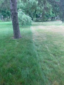 lawn cut with low & medium heights