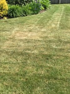 lawn with summer stress