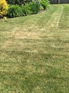 Summer Stress | Lawn Doctor of Boston