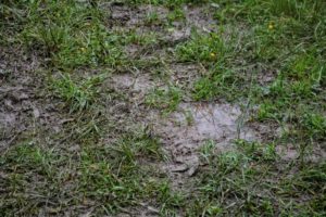 lawn after over-watering