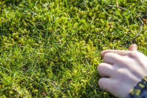 hand picking moss in lawn