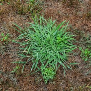 Lawn Doctor of Boston Image of Crabgrass