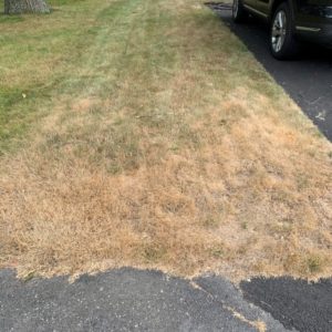 Lawn Doctor of Boston Image of Lawn Summer Stress