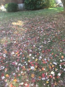 Leaves on ground in Milton