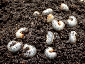 Grub Control in Metro West