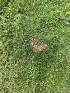 Green Grass in Framingham
