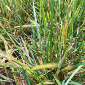 Green Grass In Boston