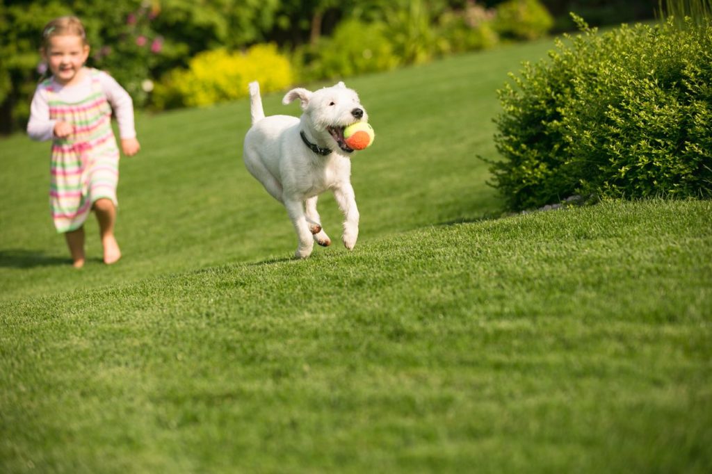 little girl playing fetch with dog on lawn done with professional lawn care in Stroudsburg