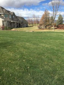 Tick Control in Hyde Park