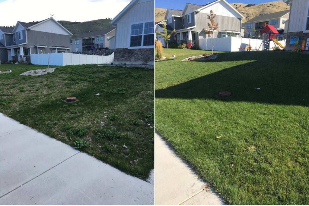 lawn after lawn care in North Odgen
