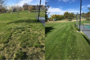 Green Grass growing after Lawn Doctor services, green grass in Logan