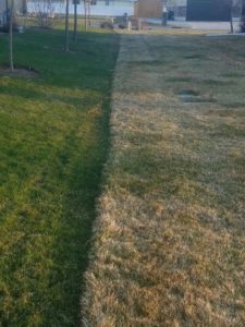 before and after lawn fertilization in Logan