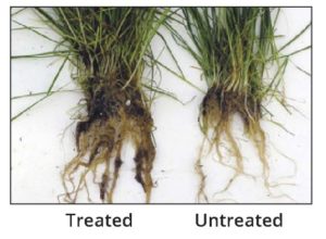 roots after soil enrichment