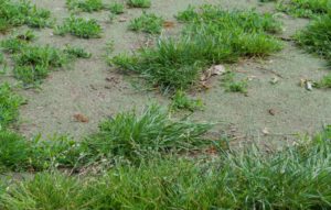 compacted soil