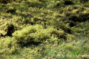 lawn moss