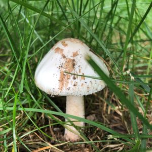 Lawn Doctor of South Shore Image of Mushrooms